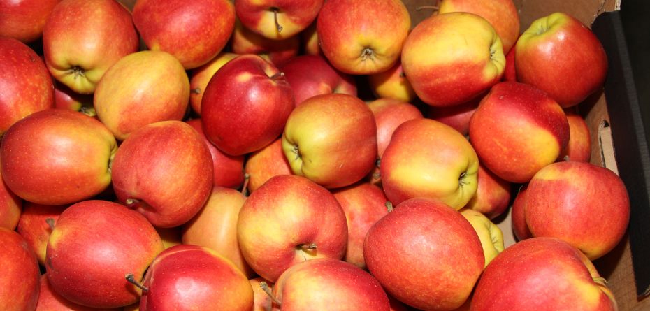 Cena Gali w styczniu 2024, w 2. tygodniu roku