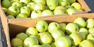 Eksport jabłek w grudniu 2023
