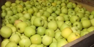polskie jabłka - Golden Delicious - jabłka Golden