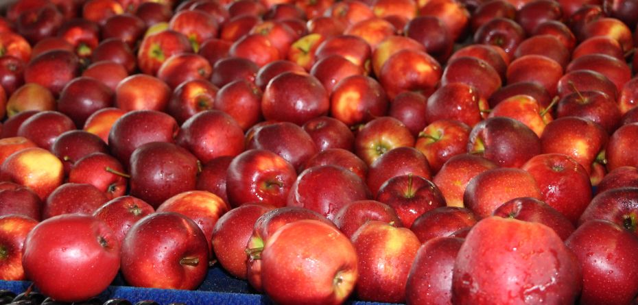 aktualna cena jabłek Red Jonaprince styczeń 2024