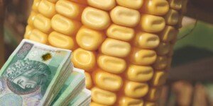 Zróżnicowane dopłaty do kukurydzy 2024