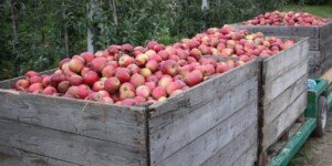 Jabłka przemysłowe drożeją. Ależ sezon!