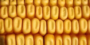 Opłacalność produkcji kukurydzy na ziarno 2024