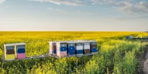 nabór na interwencje pszczelarskie-pasieka-pasieka wędrowna-ule w rzepaku-kwitnący rzepak