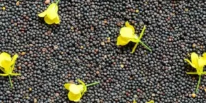 aktualna cena rzepaku za tonę - rzepak-rzepak nasiona-nasiona rzepaku-kiwaty rzepaku
