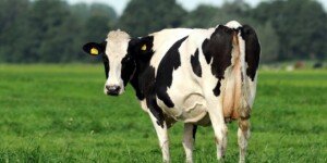 Szczęśliwa krowa – jak rozumieć zachowanie bydła?