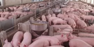 Koszt hodowli tucznika- analiza kosztu chowu tuczników-koszt produkcji świń 2024-koszty produkcji tuczników styczeń