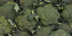 Uprawa brokułów — potencjał i&nbsp;opłacalność