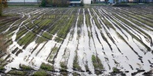 W Europie obawa o&nbsp;nowe zbiory 2024