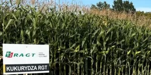Jak odpowiednio dobrać odmiany kukurydzy, by poprawić wynik uprawy?