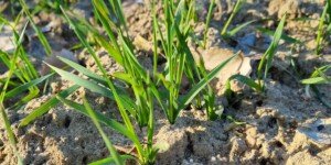 Zabieg T1 w&nbsp;zbożach ozimych – grzyby termofilne i&nbsp;inne problemy ciepłej wiosny