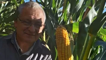 Dobór odmian kukurydzy – specyfika glebowa i klimatyczna