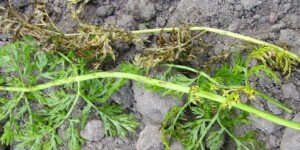 Bakteryjna plamistość marchwi