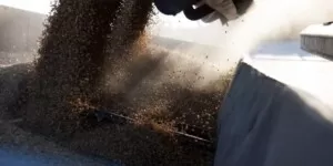 Ceny pszenicy MATIF. Czy to możliwe?