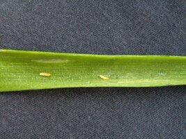 Larwy chowacza szczypioraka