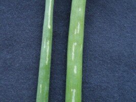 Objawy żerowania chowacza szczypioraka