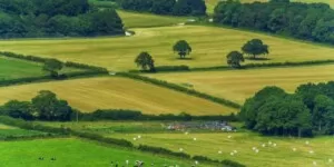 Ekoschematy 2024: dyskusyjne terminy rozliczania