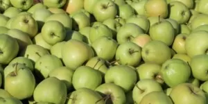 Cena jabłek Golden Delicious w&nbsp;lutym 2024