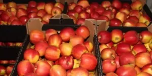 Ceny jabłek deserowych w&nbsp;lutym