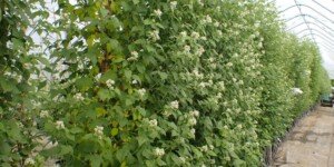 Polscy producenci malin zagrożeni w&nbsp;2024 r.