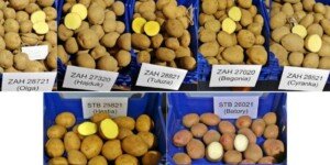 Nowe odmiany ziemniaka 2024