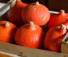 Owoce nadają się do przechowywania
