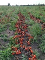 ekstrakt pomidorów