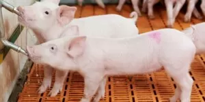 Aktualne ceny trzody — prosiąt, tuczników, macior, knurów