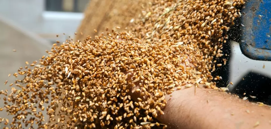 Ceny pszenicy 2024: drastyczne zmiany na rynku zbóż