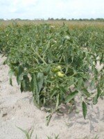 wczesne zbiory pomidora