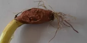 Różowienie korzeni, objawy na cebuli