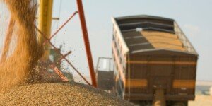 Ceny zbóż 2024 na granicy absurdu!