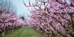 Bezprzewodowe mechaniczne przerzedzanie kwiatów w&nbsp;sadach pestkowych