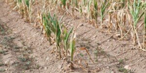 Pomoc suszowa 2023. Sprawdź termin naboru i stawki