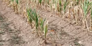 Pomoc suszowa 2023. Sprawdź termin naboru i&nbsp;stawki