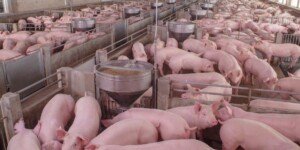 ASF: nieoprocentowane pożyczki dla rolników wznowione