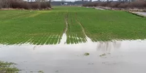 Kiedy będzie wsparcie do zalanych upraw?