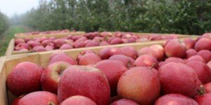 Potrzebny był taki sezon dla sadowników. Trochę się odbili