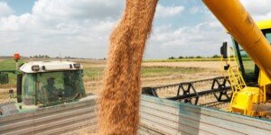 Cena skupu pszenicy w lutym 2024. Rolnicy nie dowierzają!