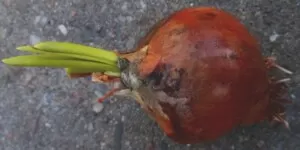 Zgnilizna szyjki cebuli – staje się coraz powszechniejsza