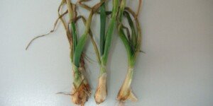 Zgorzel siewek cebuli powoduje znaczne straty
