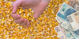 Można składać wnioski o&nbsp;dopłaty do kukurydzy 2024! Pobierz gotowy wzór