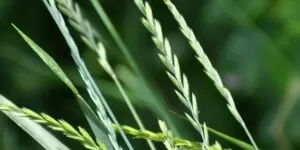 Graminicydy, czyli jak pozbyć się perzu w uprawie cebuli, chwasty, perz