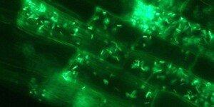 Encera – realna przewaga w warzywach: więcej masy, korzeni i odporności