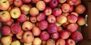 Cena jabłek przemysłowych w marcu