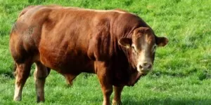 Dopłaty dla hodowców — stawką iloczyn 5&nbsp;tys. zł