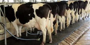 Mleczarze przeciwko blokadzie granicy z&nbsp;Ukrainą