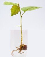 Odpowiednie przygotowanie nasion poprawi kiełkowanie i&nbsp;wzrost siewek