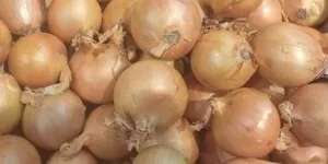 Import cebuli. Skąd sprowadzamy to warzywo?
