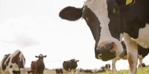 Kuriozalne przepisy dotyczące zwierząt